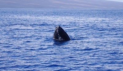 $♪旅好きゆうこ♪の中南米滞在記-whale6