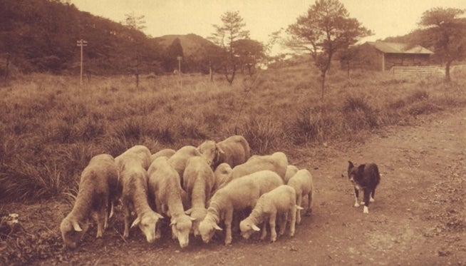 日本牧羊犬史 前篇 明治のシープドッグたち 帝國ノ犬達
