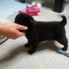 ＼愛犬／の画像