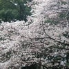 上野公園のお花見の画像