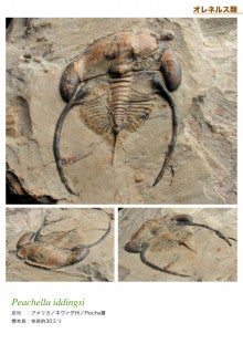 カンブリア紀三葉虫の横顔 化石の日々