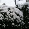 積雪の画像