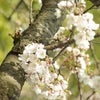 桜の開花予想が発表されました。の画像