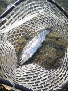 Chiba record fishing hobby