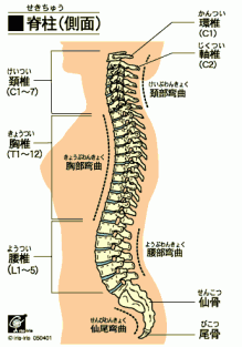 ほぼ…肩こりを治せる人になる方法-背骨横