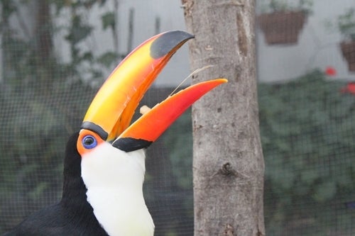 $フクロウ,インコ,ペンギンと遊ぶ掛川花鳥園ブログ　鳥達の飼育日記