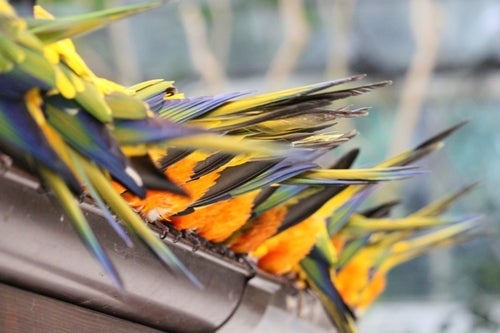 フクロウ,インコ,ペンギンと遊ぶ掛川花鳥園ブログ　鳥達の飼育日記