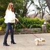 犬を連れて公園を散歩中の女性の画像