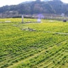 日野・菜の花畑　２月２７日の画像