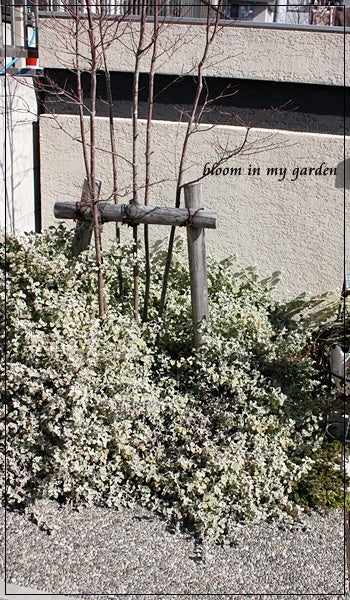 さようならヘリクリサム Bloom In My Garden ココロにおいしい庭づくり ガーデニングブログ