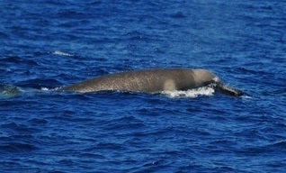 パンデモニウム-タスマニアクチバシクジラ01