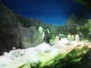 ☆AQUARIUM☆の記事画像