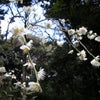 今年は遅い梅の花～岡本梅林の画像