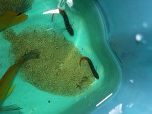 ペットバルーン 海水魚・サンゴブログ