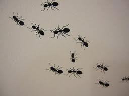 小谷の蟻の問題
