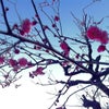 桜前線、ゆっくり北上中～♪の画像