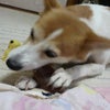 ブタ耳!!の画像