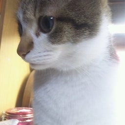 画像 猫友 TT の記事より 1つ目