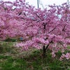 河津桜が満開ですの画像