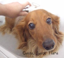 Canine Salon Tiara