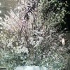 さくらサクラ桜の画像