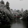 桜の花ならぬ雪見・・・の画像