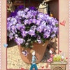 +今日の花+の画像