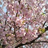 河津桜♪の画像