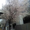 桜のたよりの画像