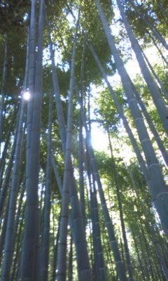 鎌倉めぐり☆の記事画像