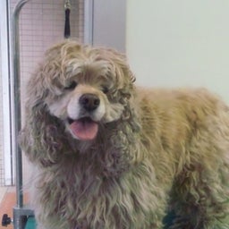 わんすてっぷのブログ