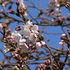 桜の季節♪の画像