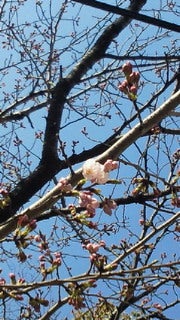 やっと桜が咲きましたの記事より
