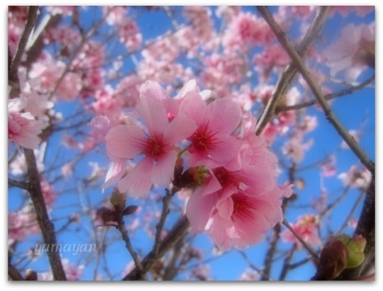 Sakura.jpg