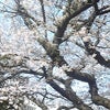 桜～の画像