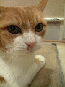 ずれずれブログ…湘南で猫と暮らせば…-120130_2050~0001.jpg
