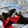 桜の木にネコさま…!!の画像