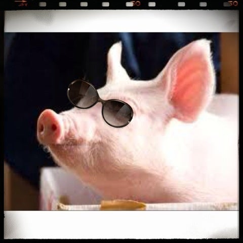 面白画像 リアル紅の豚 ハッピー画像加工 ハッピー英語