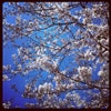 音戸の瀬戸の桜を観に行った♪の画像