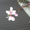 桃の花が咲きました。の画像
