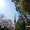 ローカルな東京の街にサクラサク５の画像