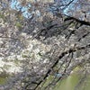 春・やっぱり桜は癒されますね～☆の画像