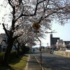 桜の下で本日は、お勉強。の画像