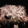 駒込・六義園の枝垂れ桜～夜景の画像