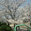 桜&ゆるきゃらっwwの画像