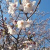 お花見の画像