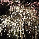 縮景園の夜桜ですの記事より