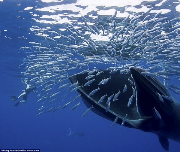 【画像】巨大クジラ「ニタリクジラ」の食事 | CRAZY NEWS