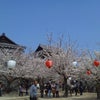 松山城…春祭り＊の画像