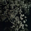 夜桜の画像